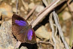 燕尾紫灰蝶