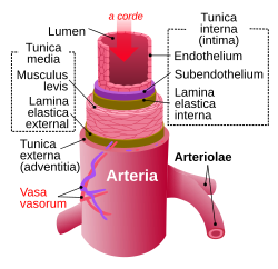 Situs arteriae iliacae internae