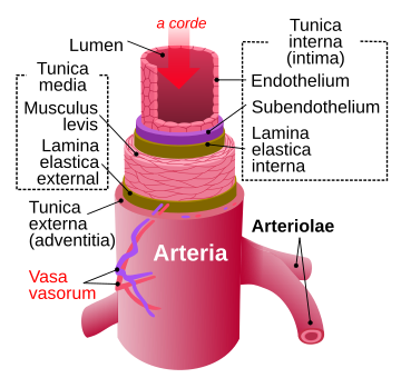 File:Artery-La.svg