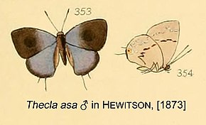 Descrierea imaginii Asa InHewitson1873.jpg.