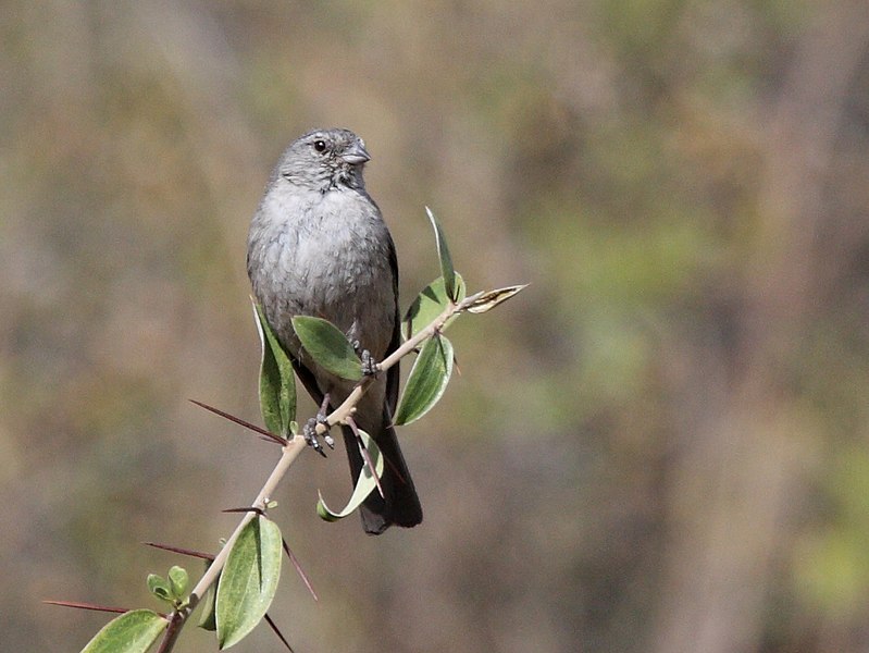 File:Ash-breasted Sierra-Finch (Phrygilus plebejus) (cropped).jpg