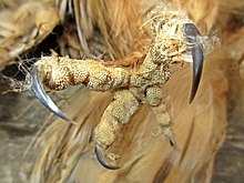 The talons of a long-eared owl. Asio otus (Strigidae) (Long-eared Owl), Elst (Gld), the Netherlands.jpg