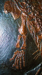 Zampa anteriore di Askeptosaurus italicus. In evidenza i piccoli artigli, che testimoniano la discendenza da rettili terrestri.
