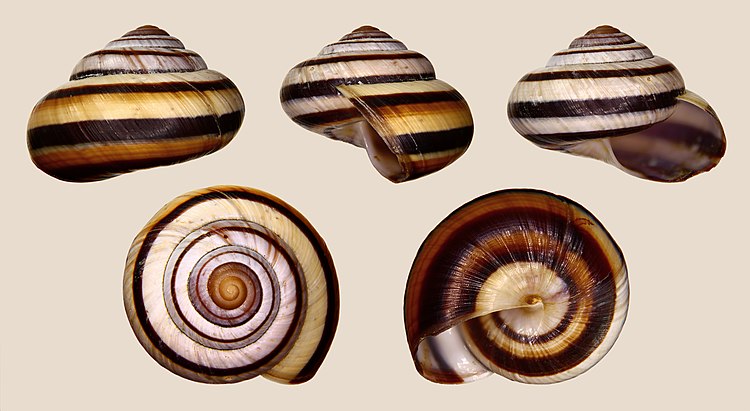 Раковина брюхоногого моллюска Asperitas inquinata penidae