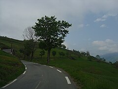 Feuillus en bordure de la route du versant est.