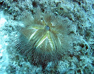 <i>Astropyga</i> genus of echinoderms