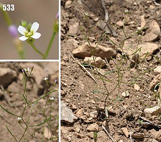 <i>Atelanthera</i> Genus of flowering plants