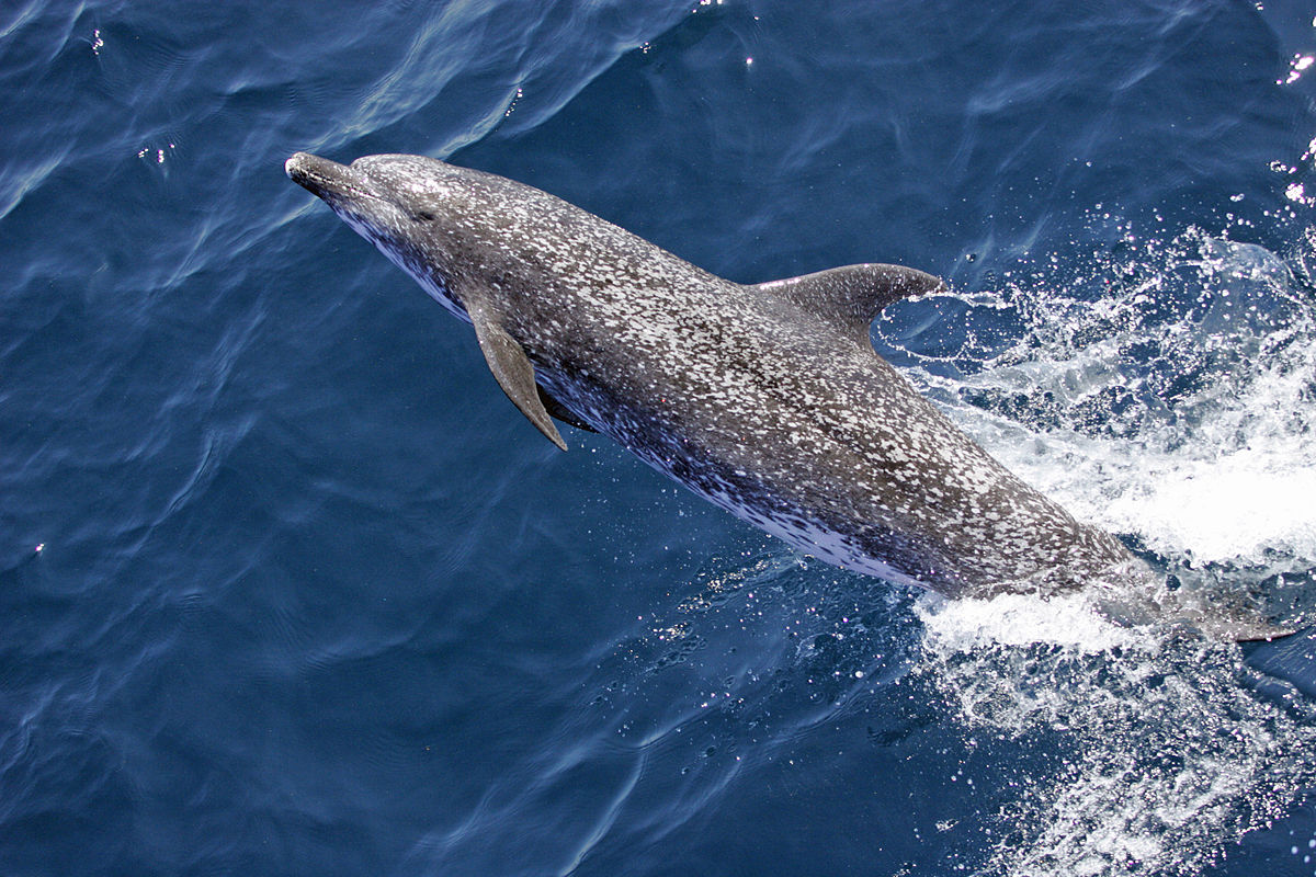 atlantic spotted dolphin calf