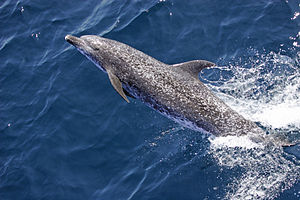 Атлантический пятнистый дельфин (Stenella frontalis) NOAA.jpg