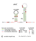 Thumbnail for AtoC RNA motif
