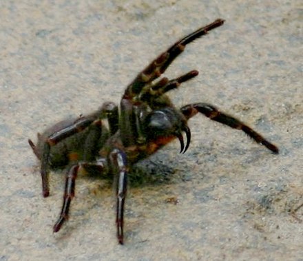 Threat display by a Sydney funnel-web spider (Atrax robustus).