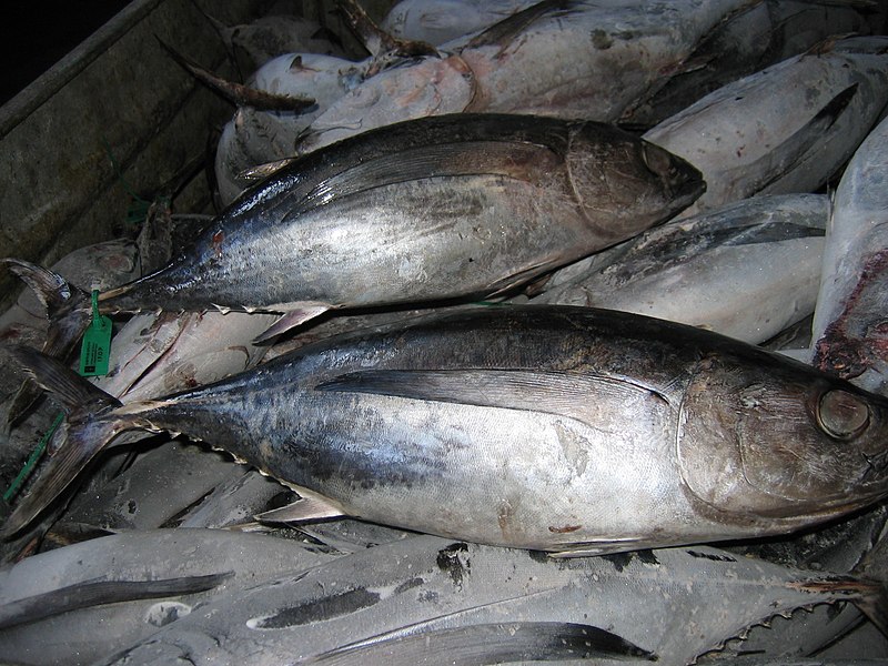 File:Atun conxelado 1-1.jpg