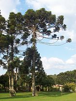 Araucaria angustifolia (Paraná Pine)