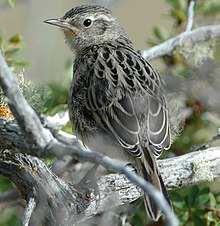 Austral Canastero (Asthenes anthoides) dari belakang (dipotong).jpg