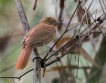 Automolus melanopezus - Brown-rumped Foliage-gleaner; Rio Branco, Acre, Brazil.jpg