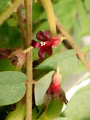 Averrhoa bilimbi flower beegala.jpg