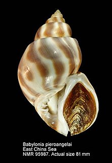 <i>Babylonia pieroangelai</i> Species of gastropod