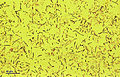 Bacteria (259 04) Airborne microbes.jpg