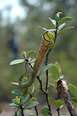 Dua bentuk warna kantong atas dari Taman Nasional Bako, Sarawak