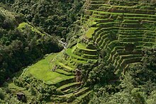 The Banaue Rice Terraces Banaue Rice Terrace Close Up (2).JPG