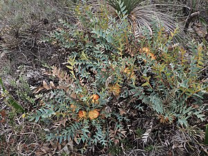 Banksia catoglypta Hi Vallee2021.jpg