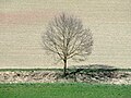 Bare tree - Flickr - Stiller Beobachter.jpg