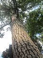 Close up of trunk in Enoshima