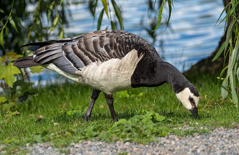 File:Barnacle goose (52187).jpg