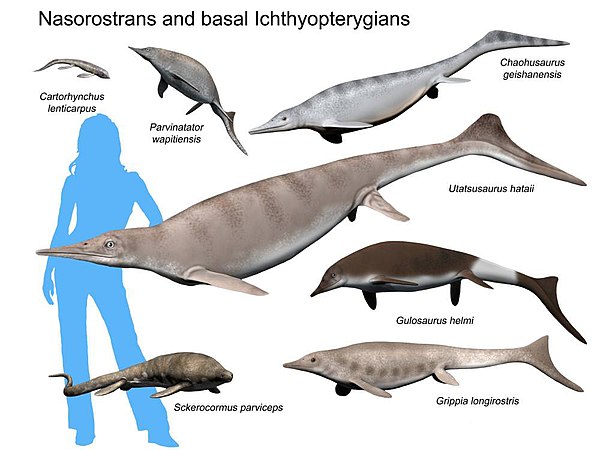 Nasorostrans and basal ichthyopterygians