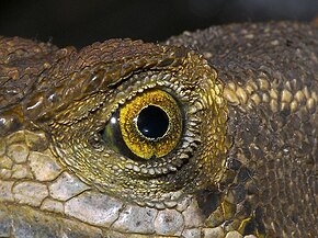 Descrizione dell'immagine Basiliscus galeritus.jpg.