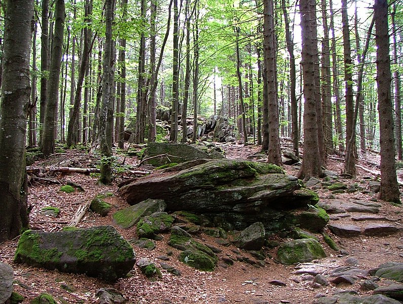 File:Bayerischer wald intakt.jpg