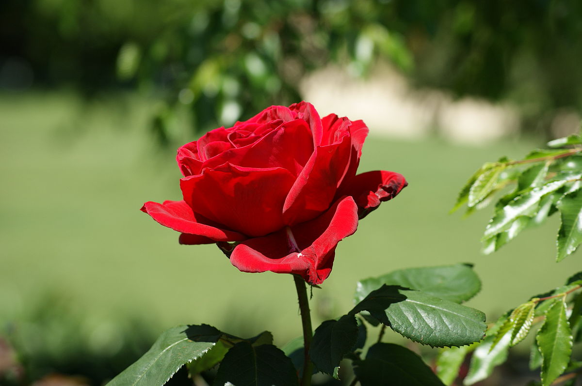 File:Beautiful Red Rose.jpg - Wikimedia Commons