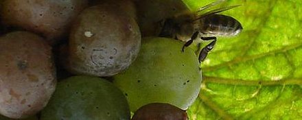The "musky" aroma of ripe Muscat grapes has been known to attract bees (pictured), flies and other insects