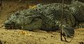 Belize Crocodile.jpg