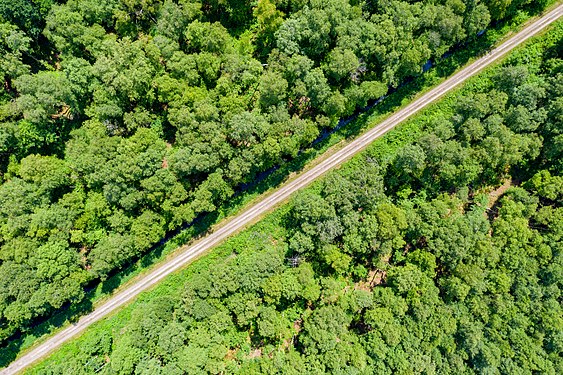 Waldweg im Königskeil