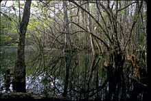 Big Cypress National Preserve BICY1061.jpg