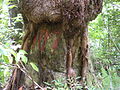 Bischofia javanica на острове Хаха-дзима