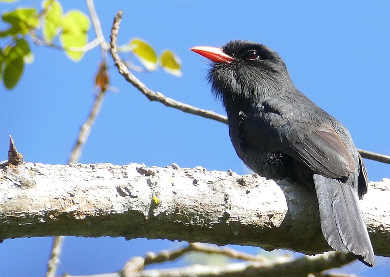 File:Black-fronted Nunbird (Monasa nigrifrons).jpg