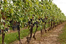 Grapevines at Inniskillin, a winery in the Niagara region of Ontario Black Real Deal (4997566988).jpg