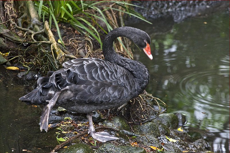 File:Black Swan at Port Douglas-01 (4985147819).jpg