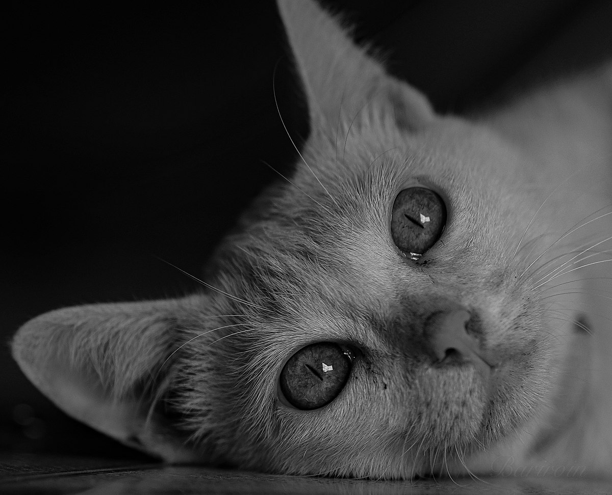 A close up of a black cat looking at the camera. Black cat black kitten  animal. - PICRYL - Public Domain Media Search Engine Public Domain Search