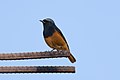 * Nomination Black redstart at Nasirpur, Patiala. --Satdeep Gill 02:14, 18 March 2022 (UTC) * Promotion  Support Good quality. --Charlesjsharp 11:46, 18 March 2022 (UTC)