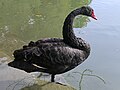 * Nomination A black swan in Weiming Lake, Peking University --星外之神 02:26, 9 December 2023 (UTC) * Decline  Oppose Low level of detail --Poco a poco 08:21, 9 December 2023 (UTC)