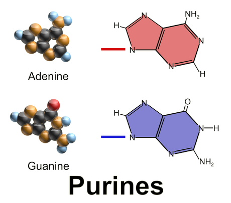 Purine nucleobases are fused-ring molecules.