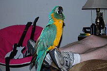 A pet blue-throated macaw. Blue-throated Macaw.jpg