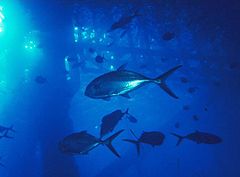 A shoal of blue runner under an oil platform in the Gulf of Mexico Blue runner under platform.jpg