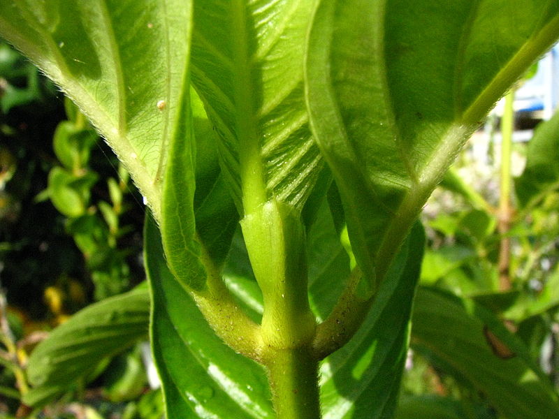 File:Bobea sp. (5774530185).jpg