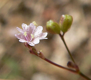 <i>Boerhavia coulteri</i> Species of flowering plant