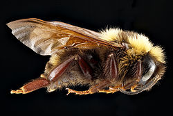 Bombus variabilis, hane.