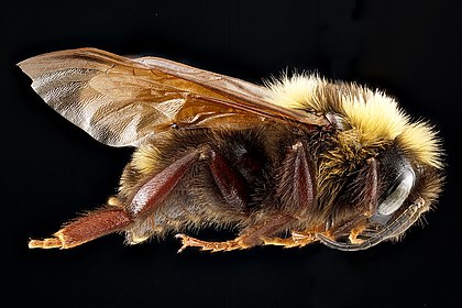 Bộ sưu tập Côn trùng - Page 38 420px-Bombus_variabilis_m